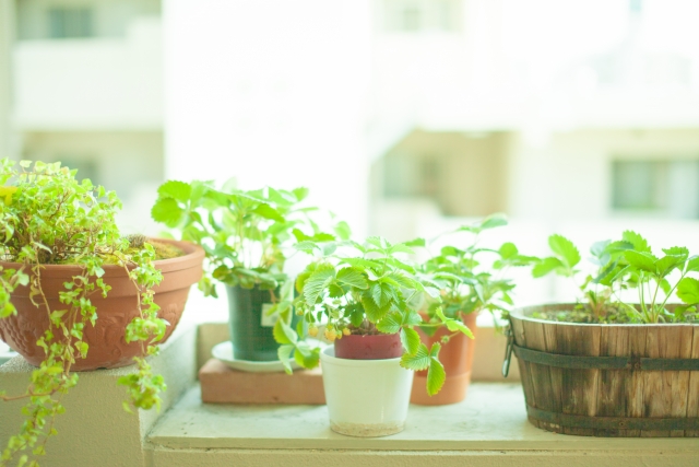 窓辺の観葉植物